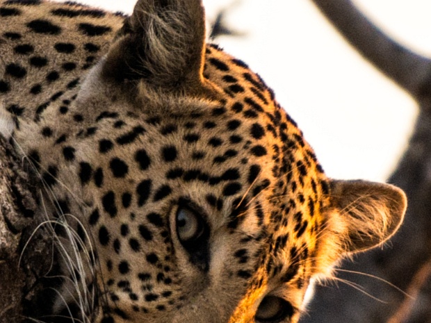 Animaux