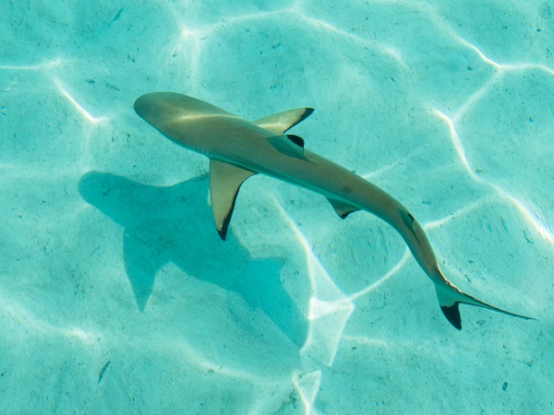 Photos Ponant