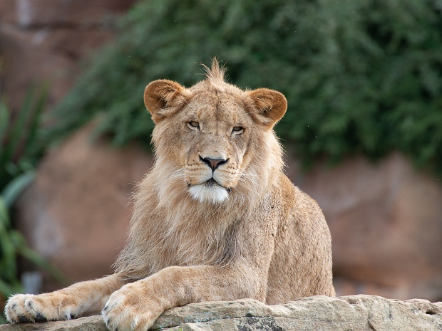 Zoo Beauval